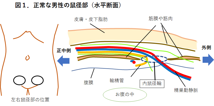 【図１】正常な男性の鼠径部（水平断面）2.png