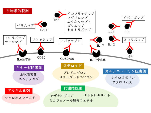 さまざまな免疫抑制薬・免疫調節薬の作用図、細胞内外での作用点を示す